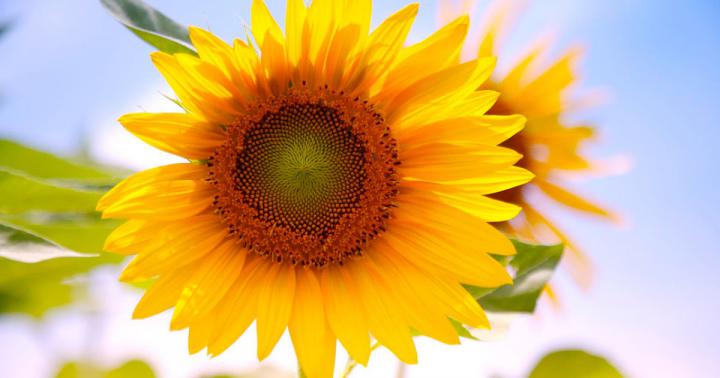 wallpapers: Sunflowers Desktop Wallpapers