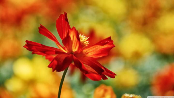 Free Desktop Wallpaper: Summer Wallpaper