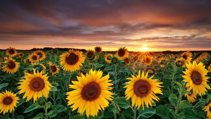 Sunflower Desktop Wallpapers Free