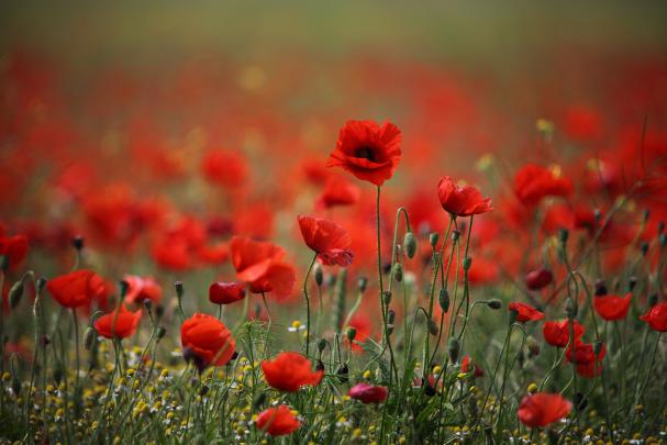 poppy pictures hd - HD Desktop Wallpapers