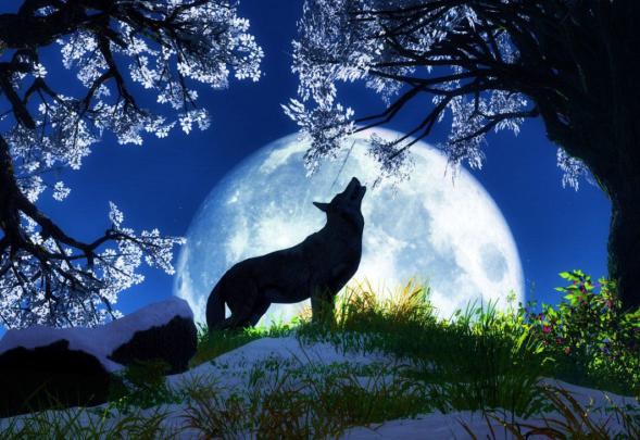 Animal Desktop Wallpaper: Desktop HD Wallpaper - Download Free Image 