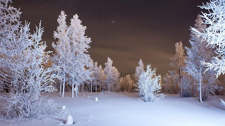 Winter Forest Wallpapers Images Photos Pictures Backgrounds