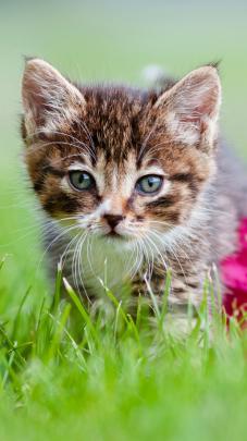 Galaxy Cat Desktop Wallpapers - Top Free Galaxy Cat Desktop Backgrounds 