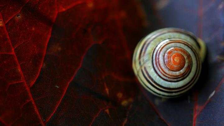 Close up snail wallpaper : High Definition, High Resolution HD Wallpapers