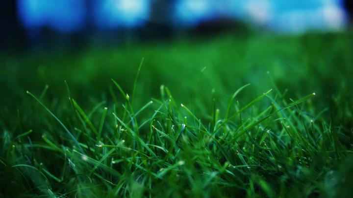 Close up grass wallpaper - HD Wallpapers