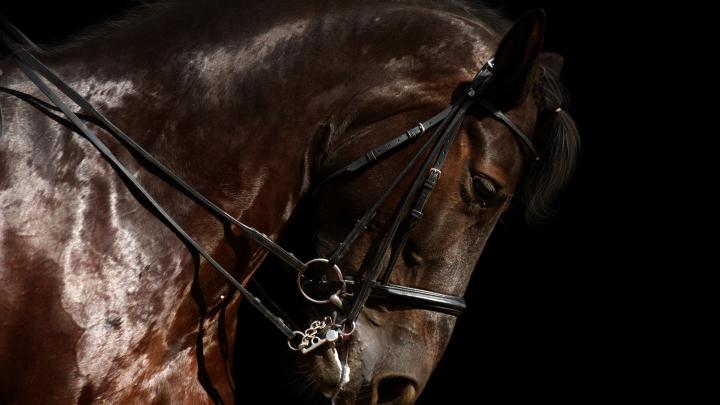 horse close up photography - HD Desktop Wallpapers