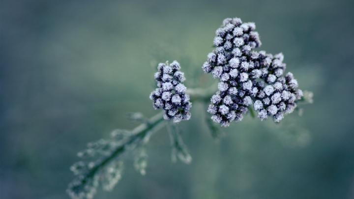 stunning wallpaper macro - HD Desktop Wallpapers