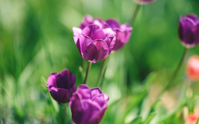 flowers tulips close up nature - HD Desktop Wallpapers