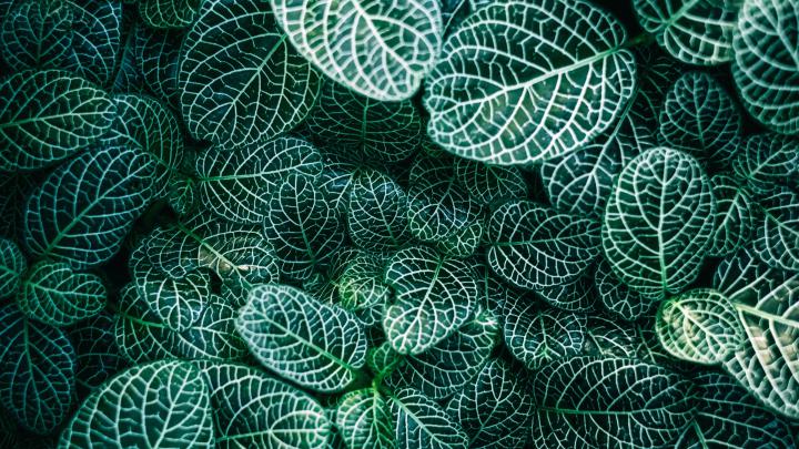 Leaves Close Up Texture Wallpaper - iPhone, Android \u0026 Desktop Backgrounds