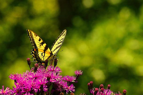 butterfly, Nature, Insects, Macro, Zoom, Close up, Wallpaper Wallpapers 