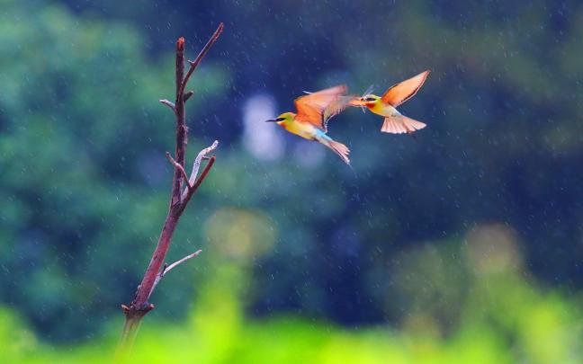 Desktop Backgrounds Birds \u00b7\u2460 