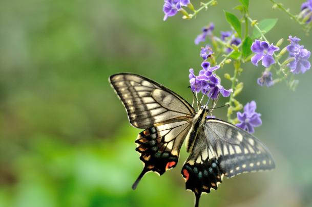 butterfly, Nature, Insects, Macro, Zoom, Close up, Wallpaper Wallpapers 