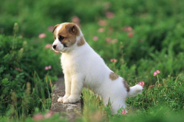 Download HD Dog Wallpapers For Desktop Gallery