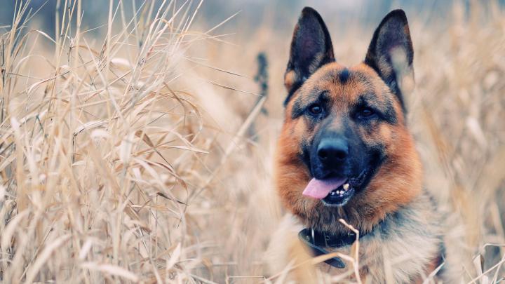 dog wallpaper download - HD Desktop Wallpapers