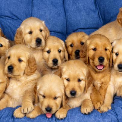 10 Best Dog Wallpaper Free Download FULL HD 1080p For PC Desktop 2020