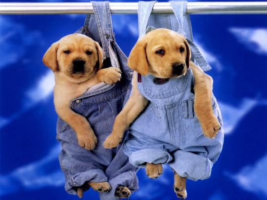 Beautiful Cute Puppies Wallpapers ~ Free HD Desktop Wallpapers Download