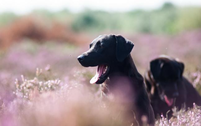 dog wallpaprs download - HD Desktop Wallpapers