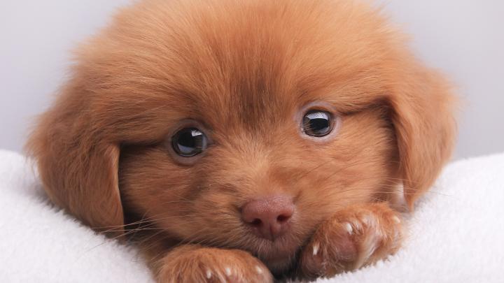 puppies dog Wallpapers HD \/ Desktop and Mobile Backgrounds