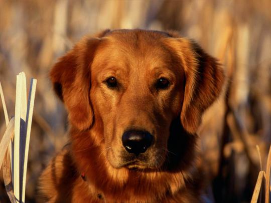 Lovable Images: Cute Dogs Hd wallpapers Free Download || puppies 