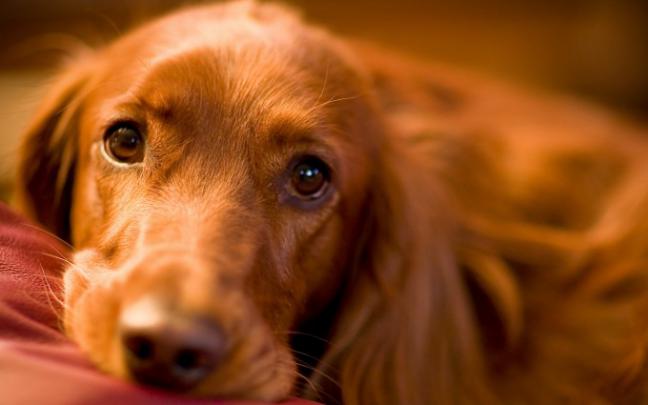 sad dog - HD Desktop Wallpapers