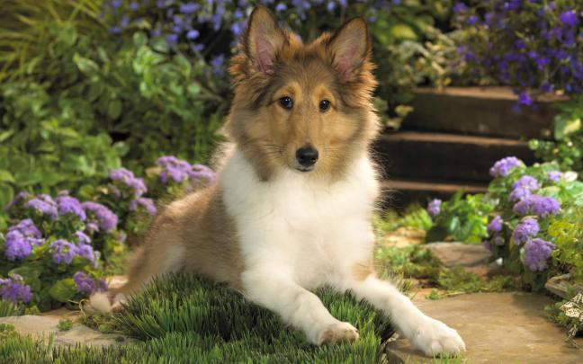 Windows7 Desktop Wallpaper Free Download: Cute Dog wide HQ Wallpaper