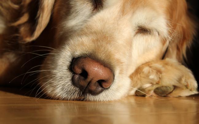 dogs screensaver free download - HD Desktop Wallpapers