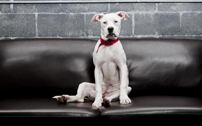 dogs photos download - HD Desktop Wallpapers