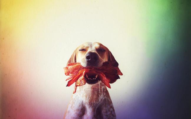 dogs images download - HD Desktop Wallpapers