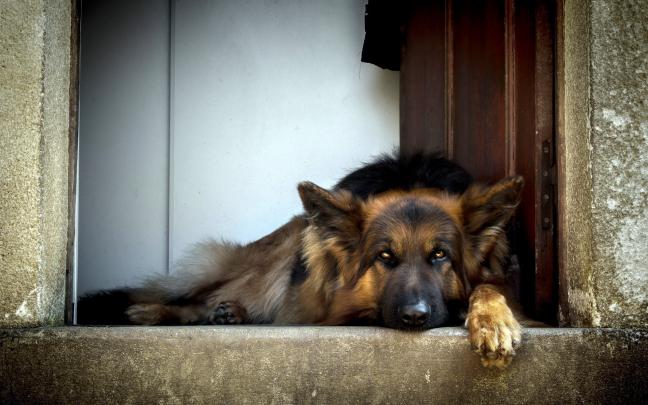 download dog wallpapers | HD Desktop Wallpapers