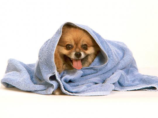 Cute Dogs HD Wallpapers Free Download, Cute Dogs Wallpapers for Desktop 