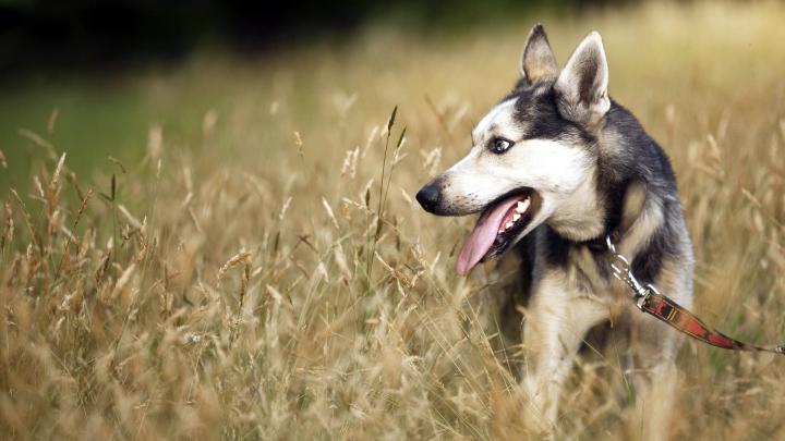 dog wallpapers for desktop - HD Desktop Wallpapers