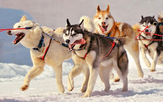 dog wallpapers - HD Desktop Wallpapers
