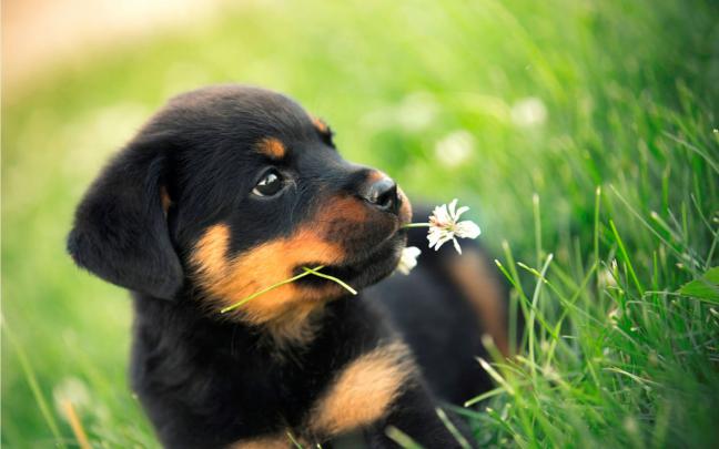 Free download Rottweiler Black Puppy HD WallpaperWelcome To StarChop 