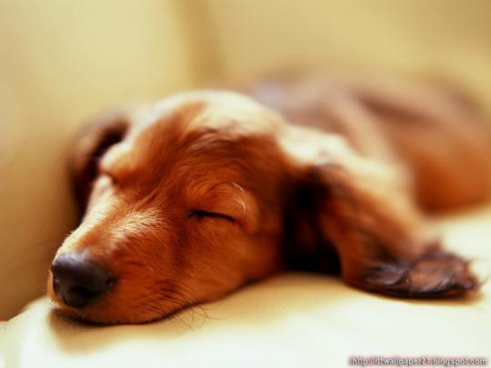 Desktop Wallpaper || Background Screensavers: Cool Dogs Picture For 