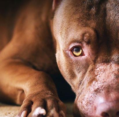 Pitbull Dog Wallpaper Hd - Wallpaper Download