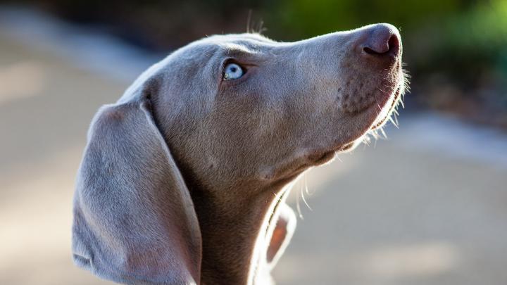 free wallpaper dog - HD Desktop Wallpapers