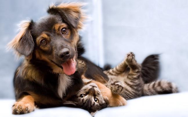 Funny Cat And Dog Friend Wallpapers HD \/ Desktop and Mobile Backgrounds
