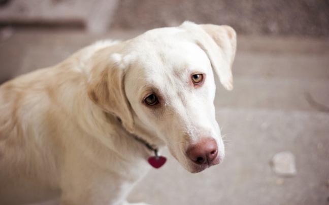 dog photos download free - HD Desktop Wallpapers