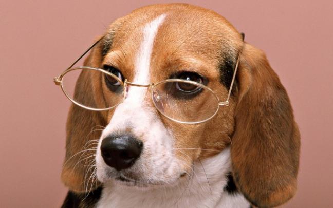 cute dog wallpapers free - HD Desktop Wallpapers