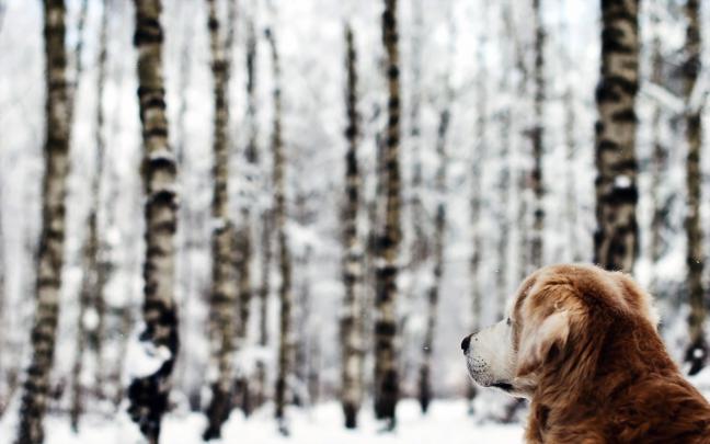 free dog photos download - HD Desktop Wallpapers