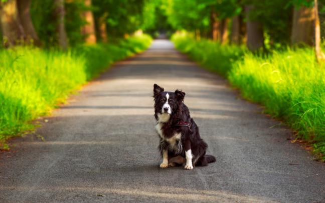 Australian Shepherd Dog HD Wallpapers, Desktop Backgrounds - All HD 