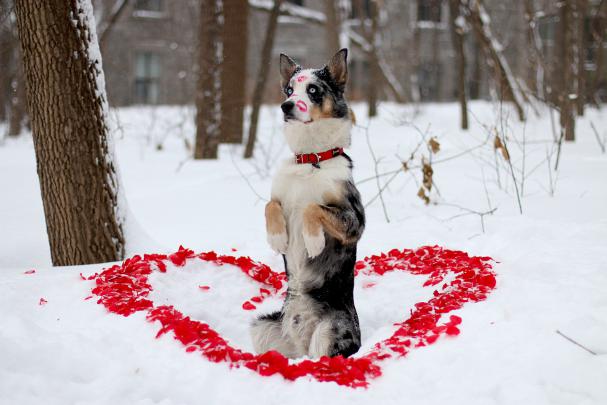 Download Winter Dog Wallpaper Gallery