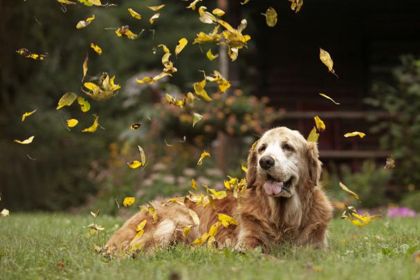 Best desktop wallpaper of dog, desktop wallpaper of friend, leaf 