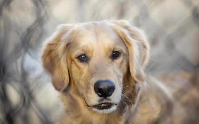 dogs photos free download - HD Desktop Wallpapers