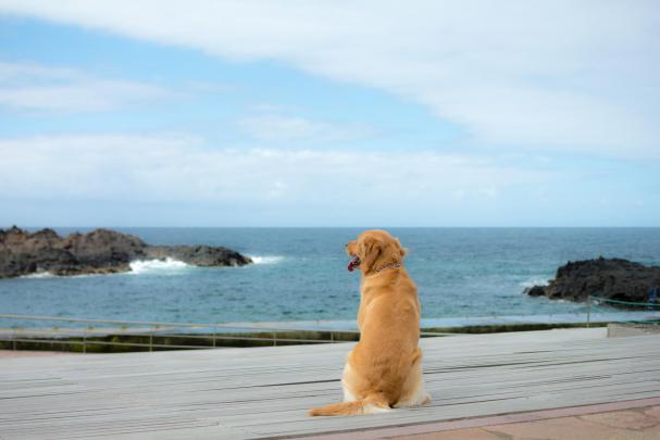 Cool Animals, Dog Desktop Images, Download Dog Wallpapers, Free Images 