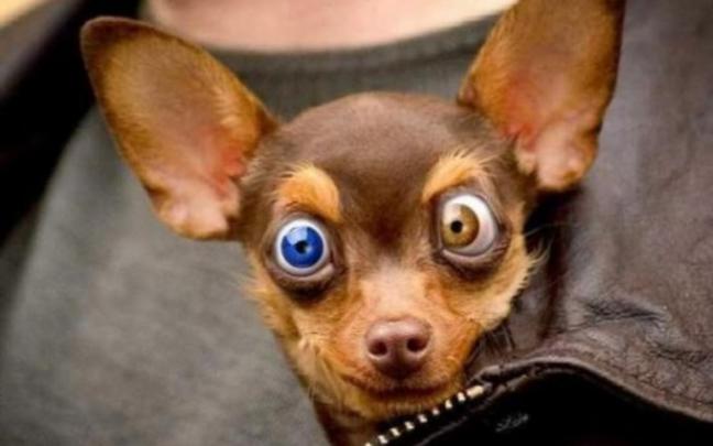 funny cute dog - HD Desktop Wallpapers