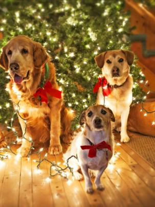 Free download Christmas Dogs Wallpapers 51 images [2560x1600] for your 
