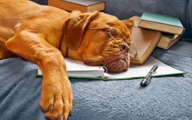dog wallpapers funny - HD Desktop Wallpapers