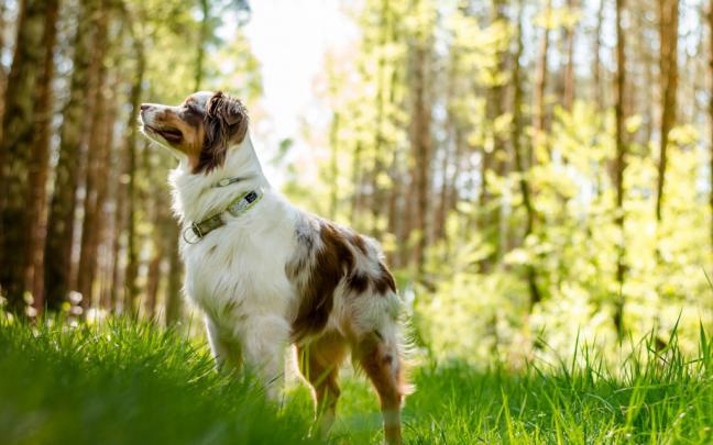 Australian Shepherd Dog HD Wallpapers, Desktop Backgrounds - All HD 