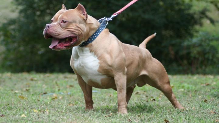 Free download Download Pitbull Dog Bully Wallpaper 1600x1067 Full HD 